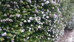 Veronica diosmifolia