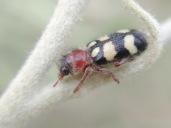 Enoclerus triplagiatus