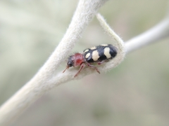 Enoclerus triplagiatus