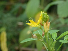 Crotalaria naragutensis