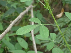Crotalaria naragutensis