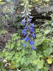 Delphinium schmalhausenii