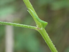 Crotalaria naragutensis