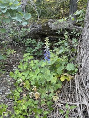 Delphinium schmalhausenii