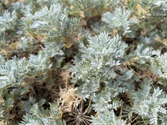 Astragalus arnacantha