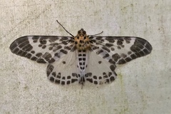 Pogonopygia nigralbata