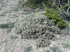 Astragalus arnacantha