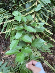 Vincetoxicum hirsutum