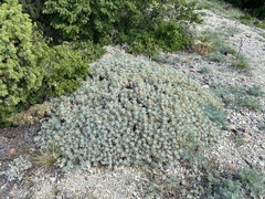Astragalus arnacantha