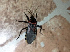 Brontostoma colossus