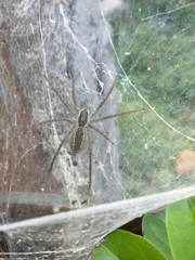 Aglaoctenus lagotis