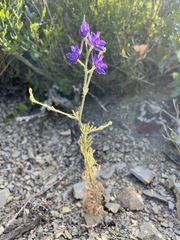 Delphinium consolida paniculatum