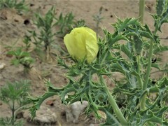 Argemone subfusiformis