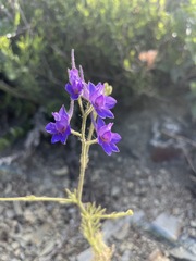 Delphinium consolida paniculatum