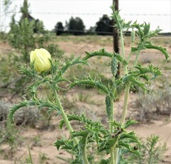 Argemone subfusiformis