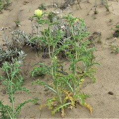 Argemone subfusiformis