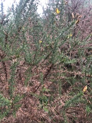 Ulex