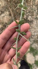Balanites aegyptiaca