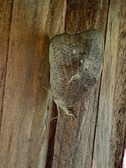 Heteronympha merope