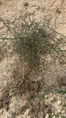 Balanites aegyptiaca