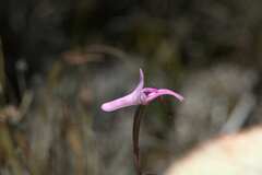 Disa inflexa
