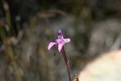 Disa inflexa