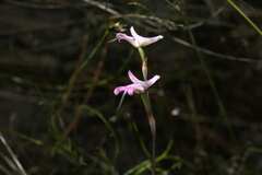 Disa inflexa