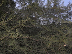 Dichrostachys cinerea