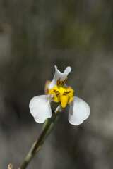 Disa flexuosa