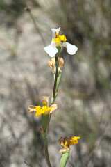 Disa flexuosa