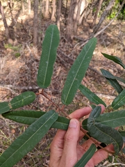 Corymbia citriodora