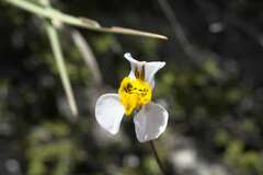 Disa flexuosa