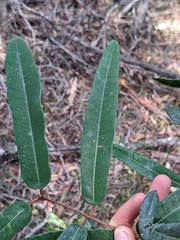 Corymbia citriodora