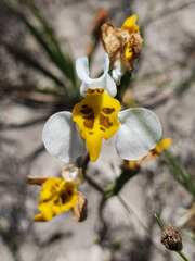 Disa flexuosa