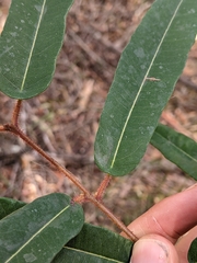 Corymbia citriodora