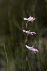 Disa inflexa