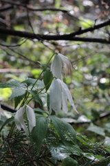 Clematis alpina sibirica