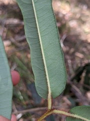 Corymbia citriodora