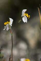 Disa flexuosa