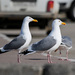 Vega Gull - Photo (c) Alexander Yakovlev, some rights reserved (CC BY-NC), uploaded by Alexander Yakovlev