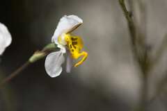 Disa flexuosa