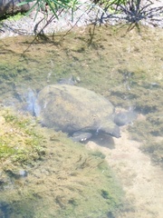 Carettochelys insculpta