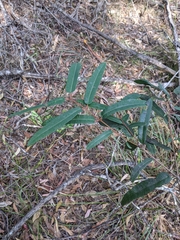 Corymbia citriodora