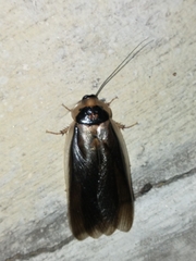 Blaptica dubia