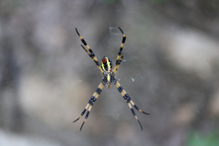 Argiope picta