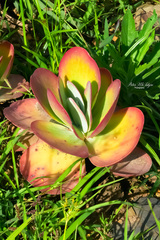 Kalanchoe luciae