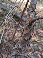 Corymbia citriodora