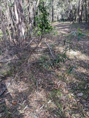 Corymbia citriodora