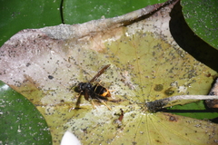Vespa velutina