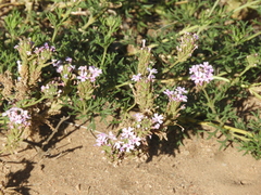 Glandularia dissecta